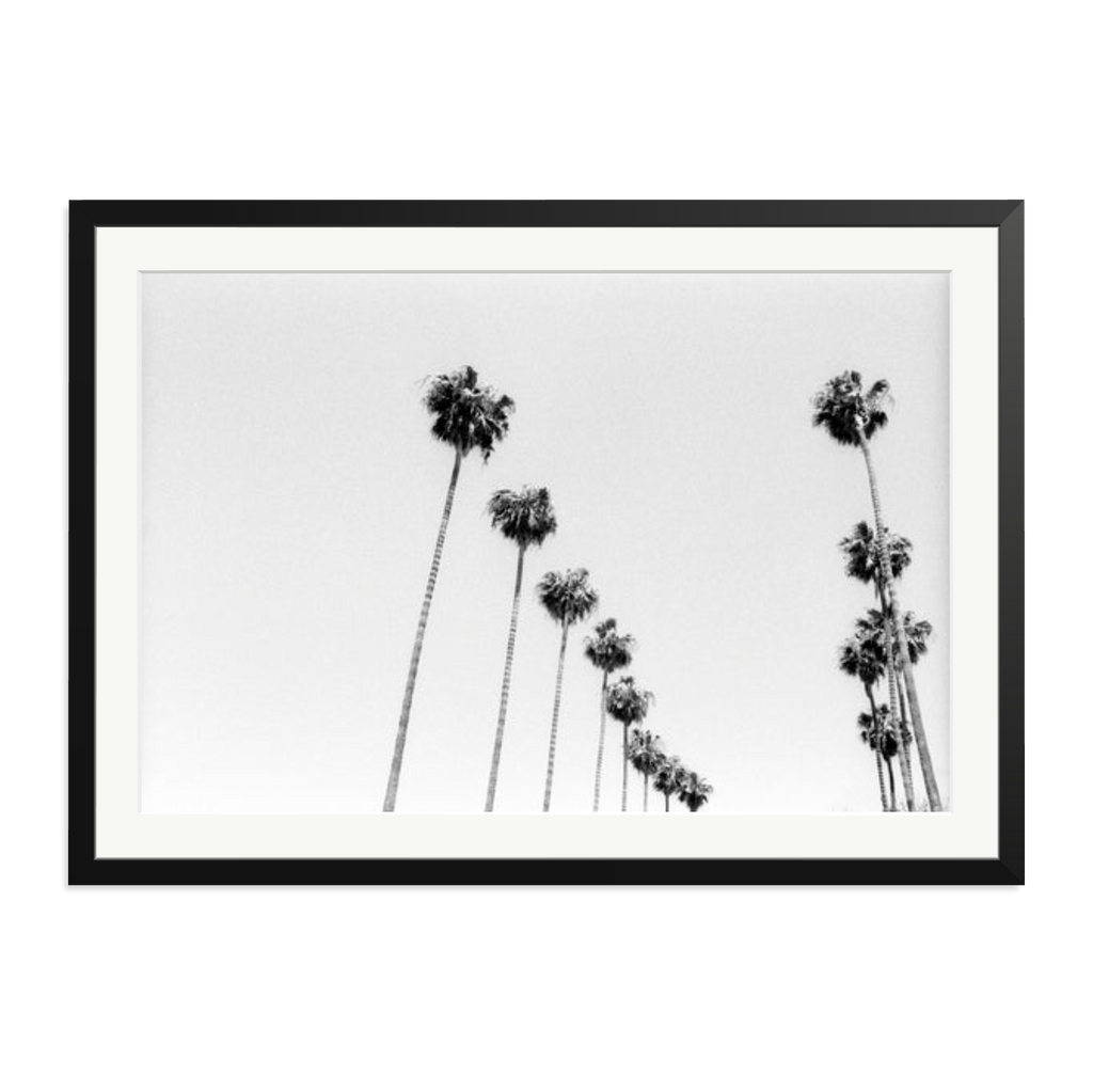 LA Palms