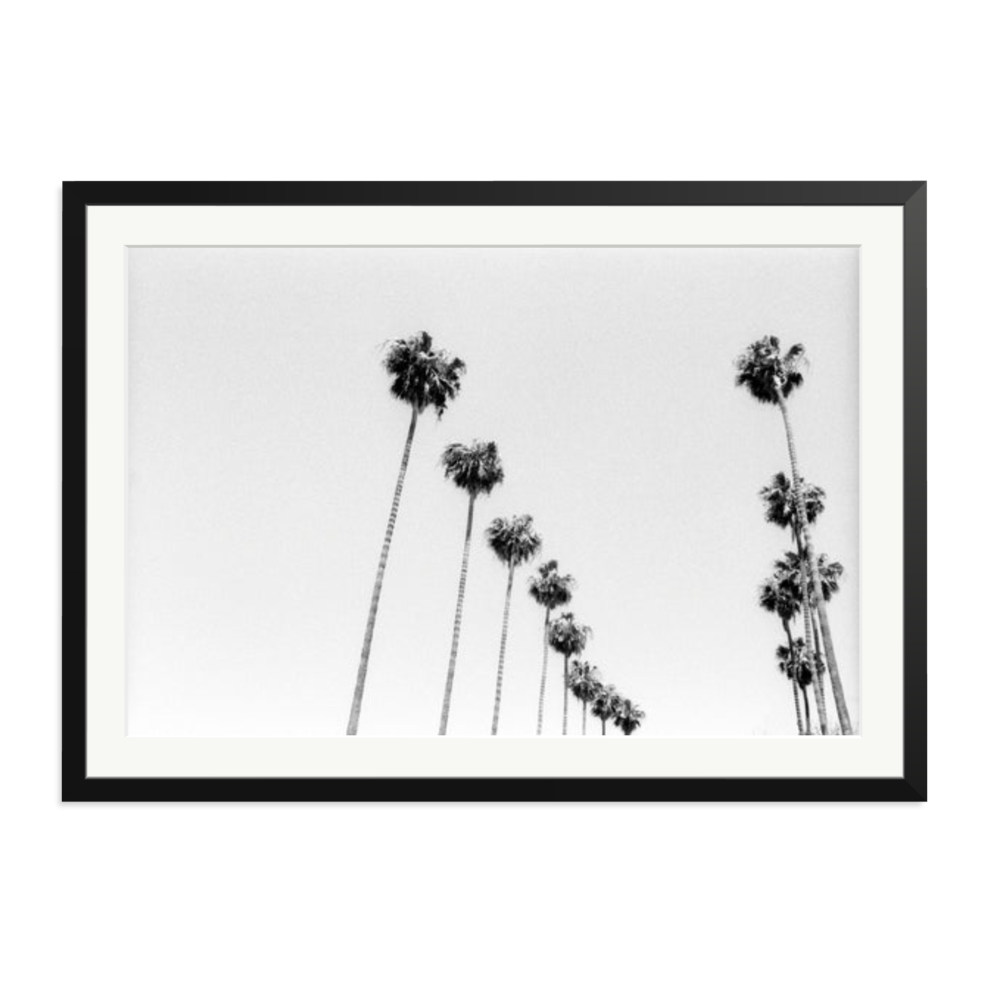 LA Palms