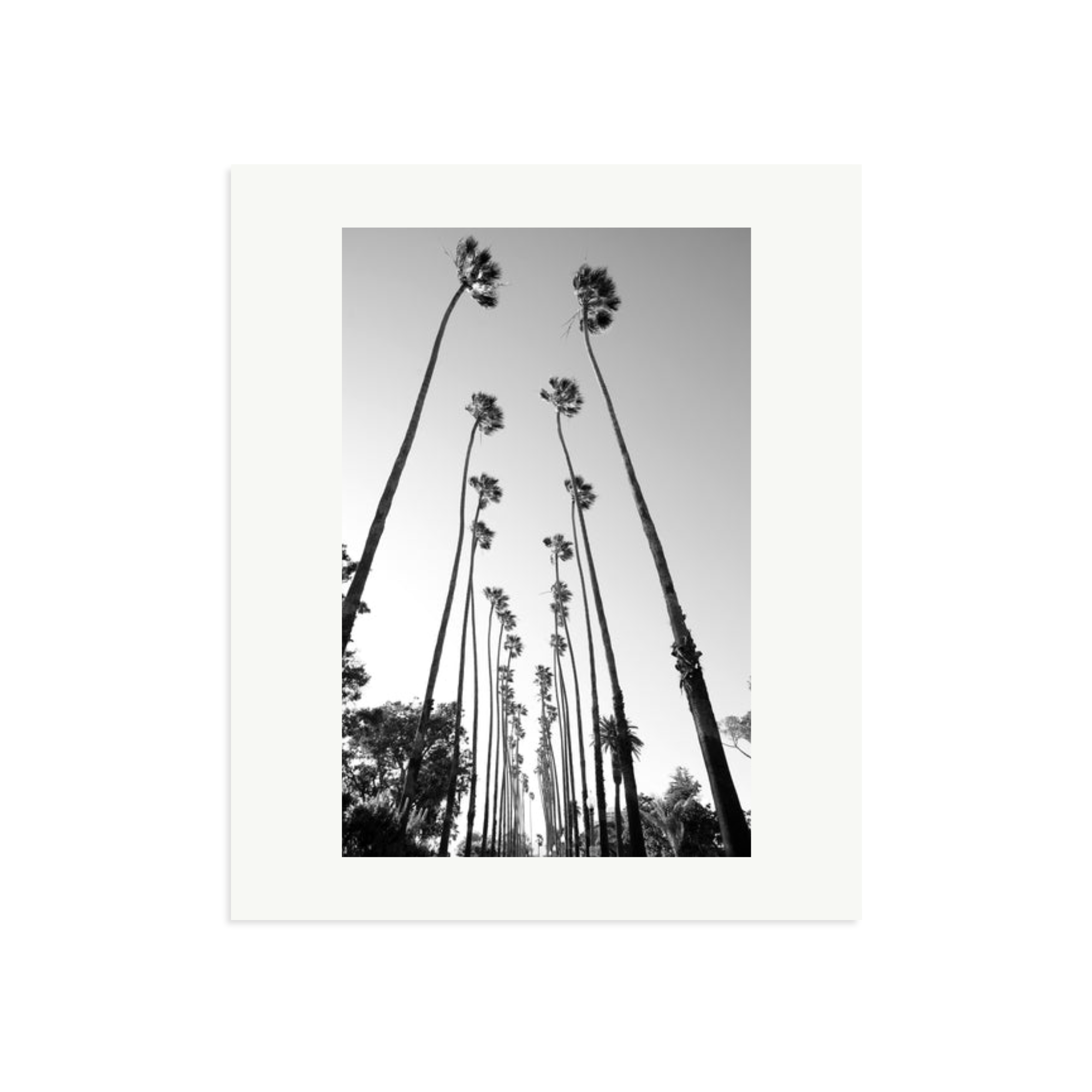 Palm Trees Road