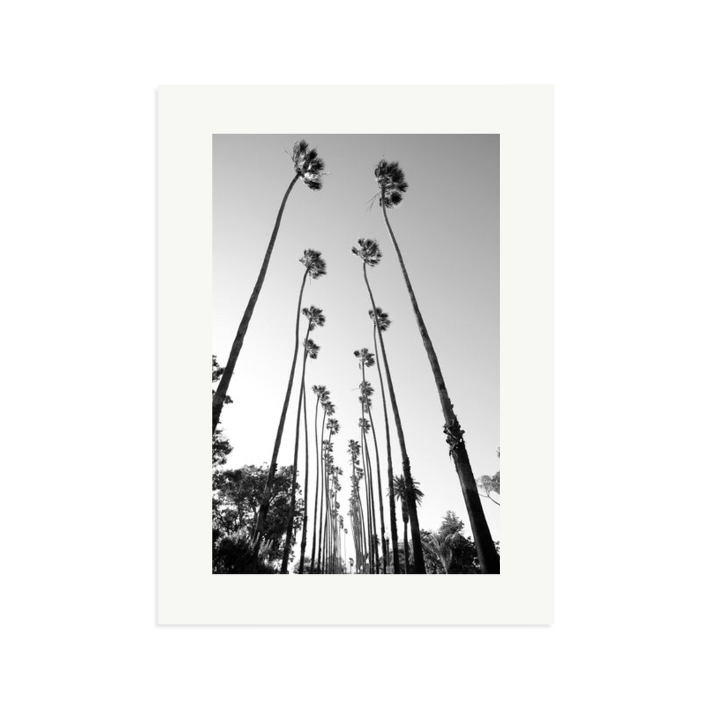 Palm Trees Road