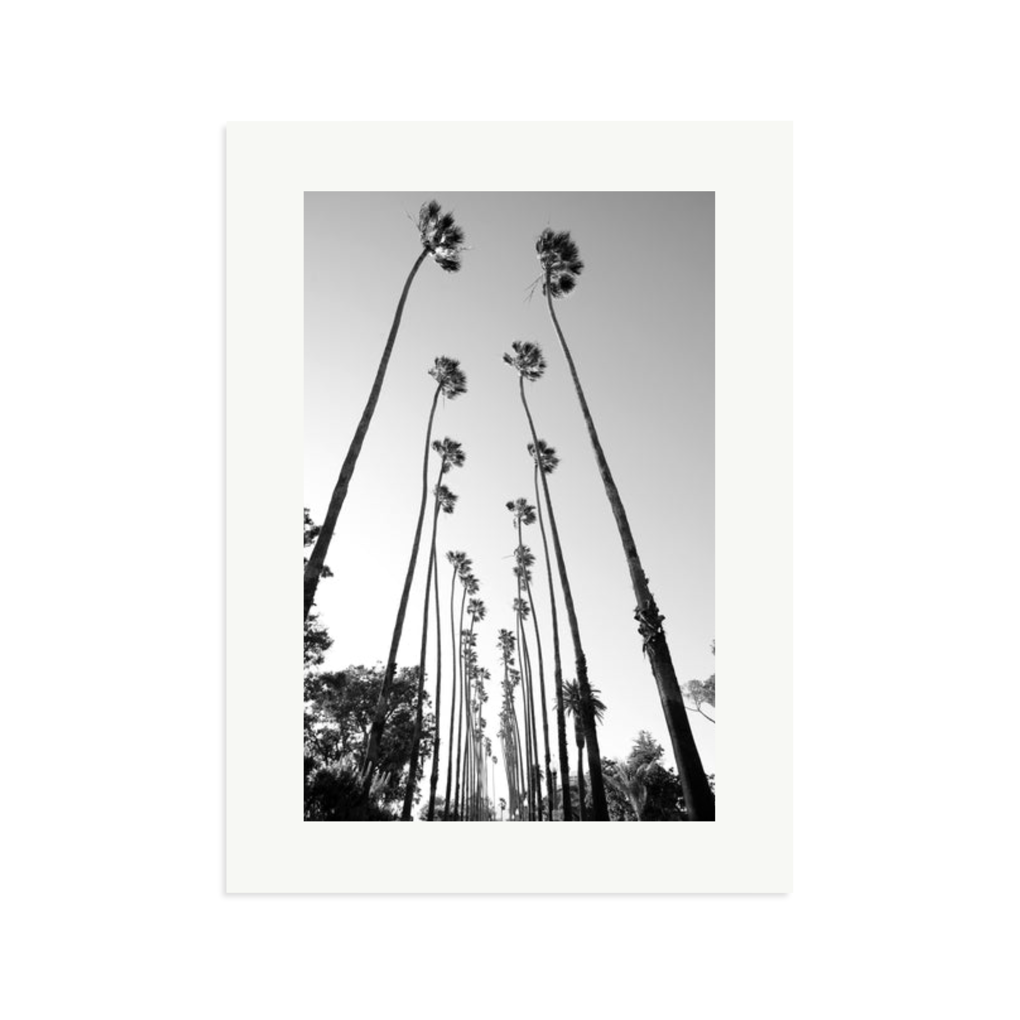 Palm Trees Road