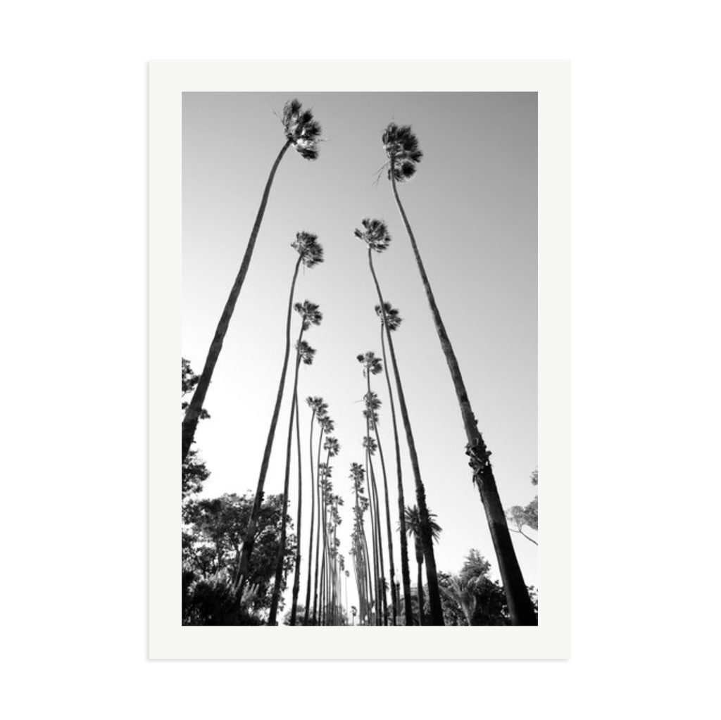 Palm Trees Road