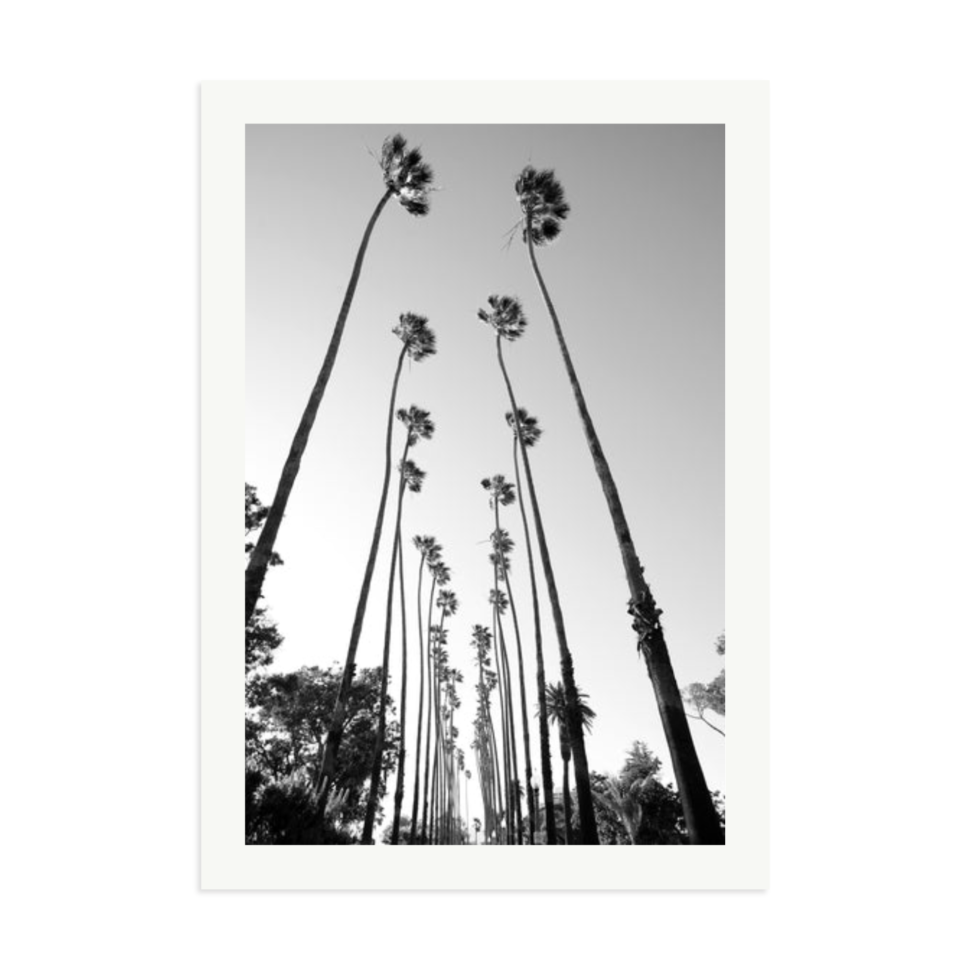 Palm Trees Road