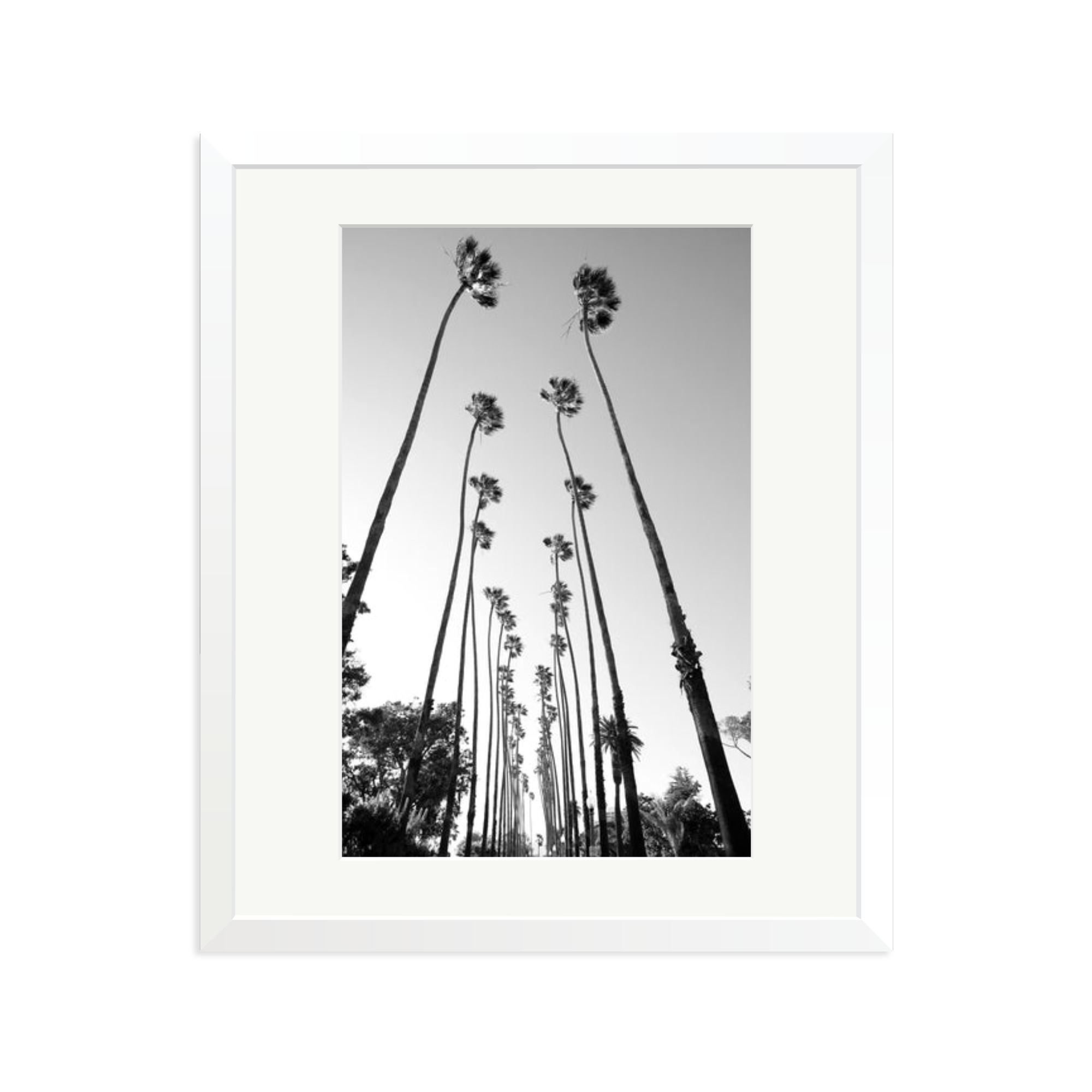 Palm Trees Road