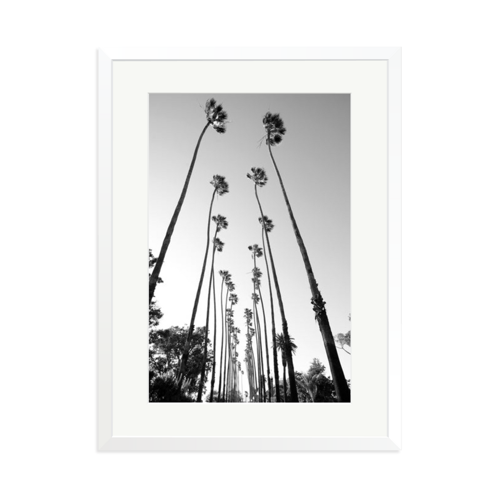 Palm Trees Road