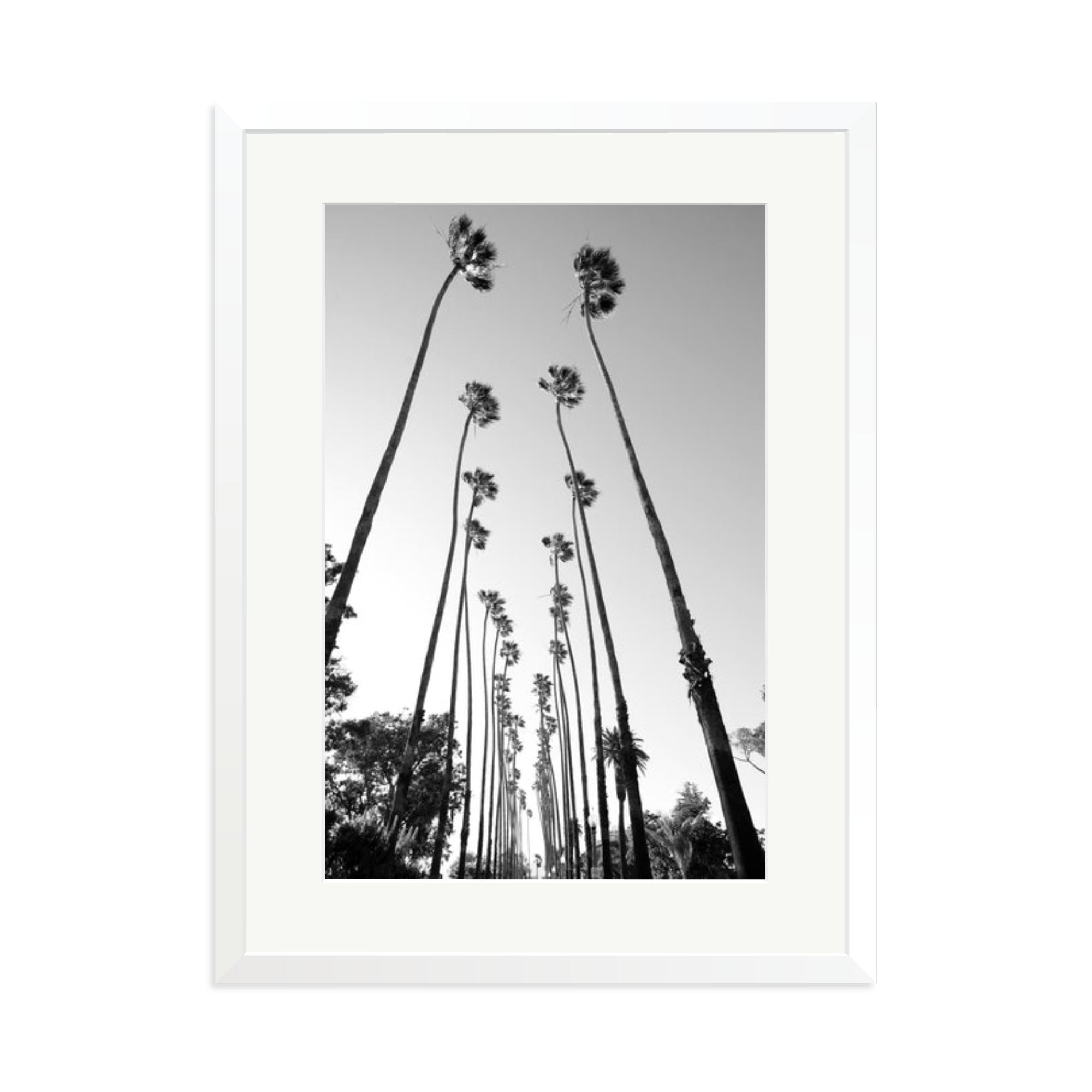 Palm Trees Road