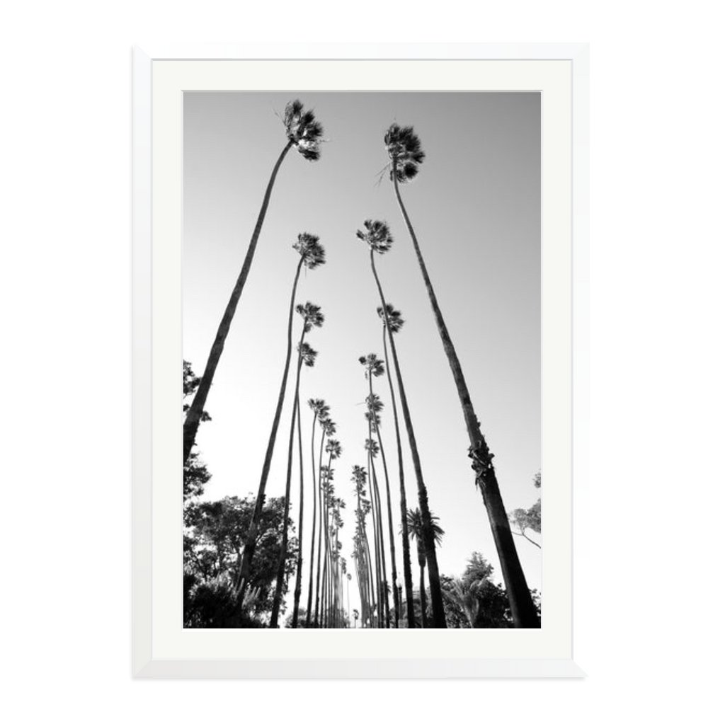 Palm Trees Road