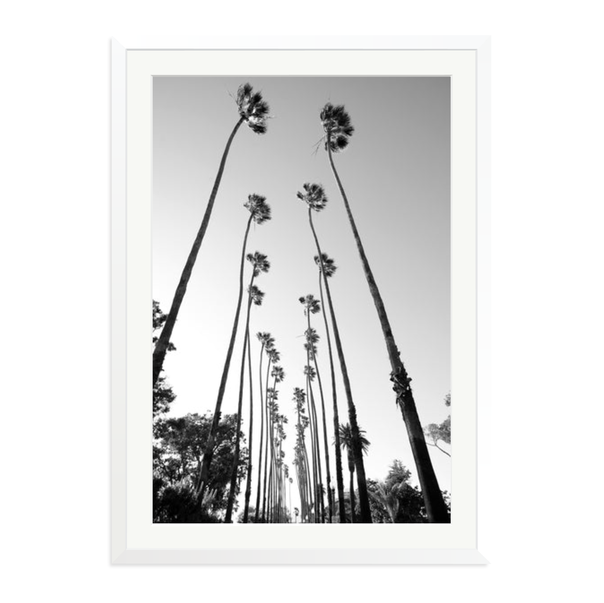Palm Trees Road