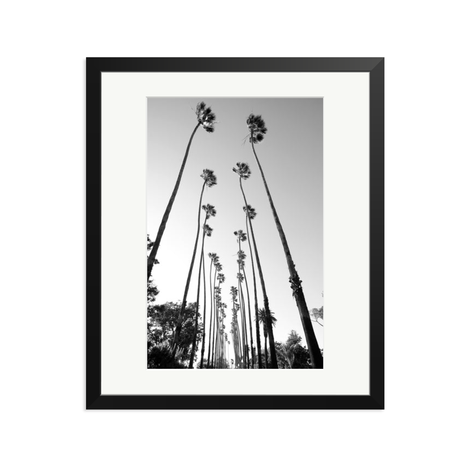 Palm Trees Road