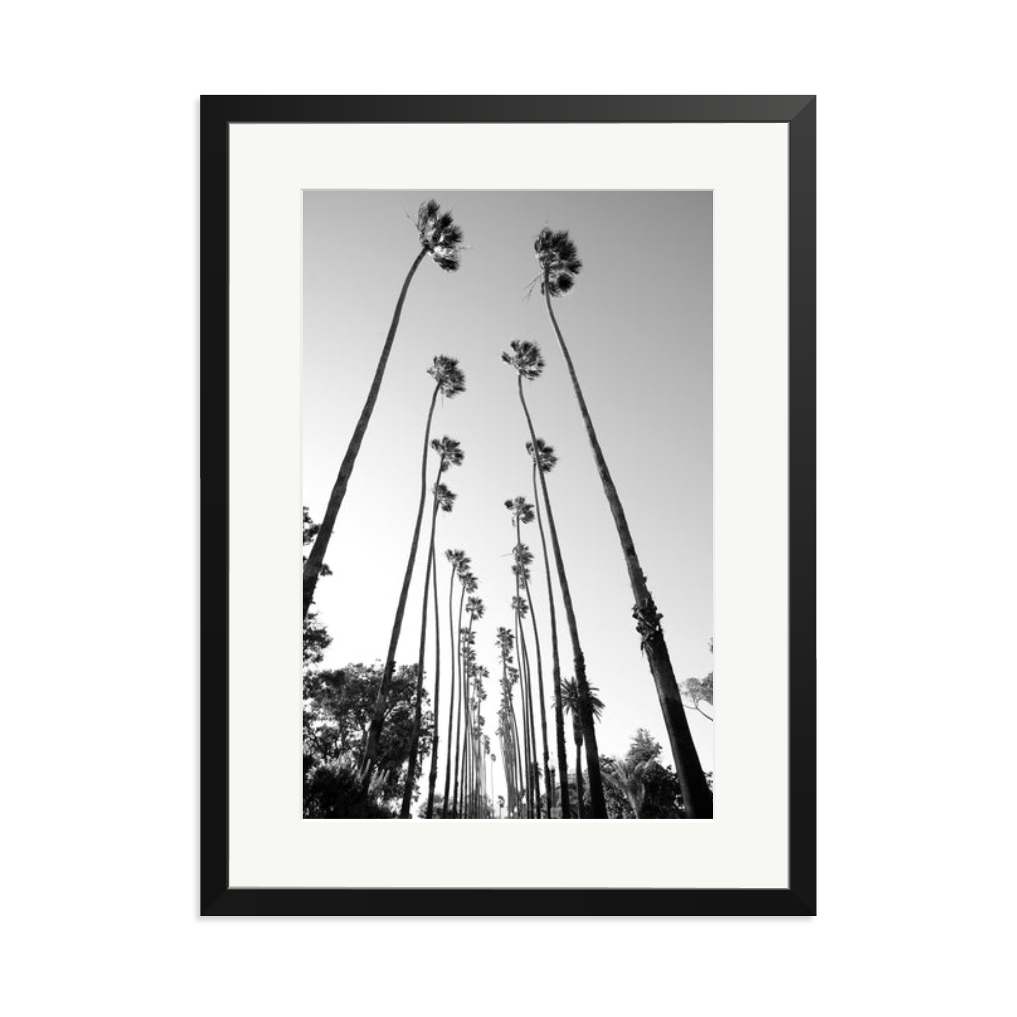 Palm Trees Road