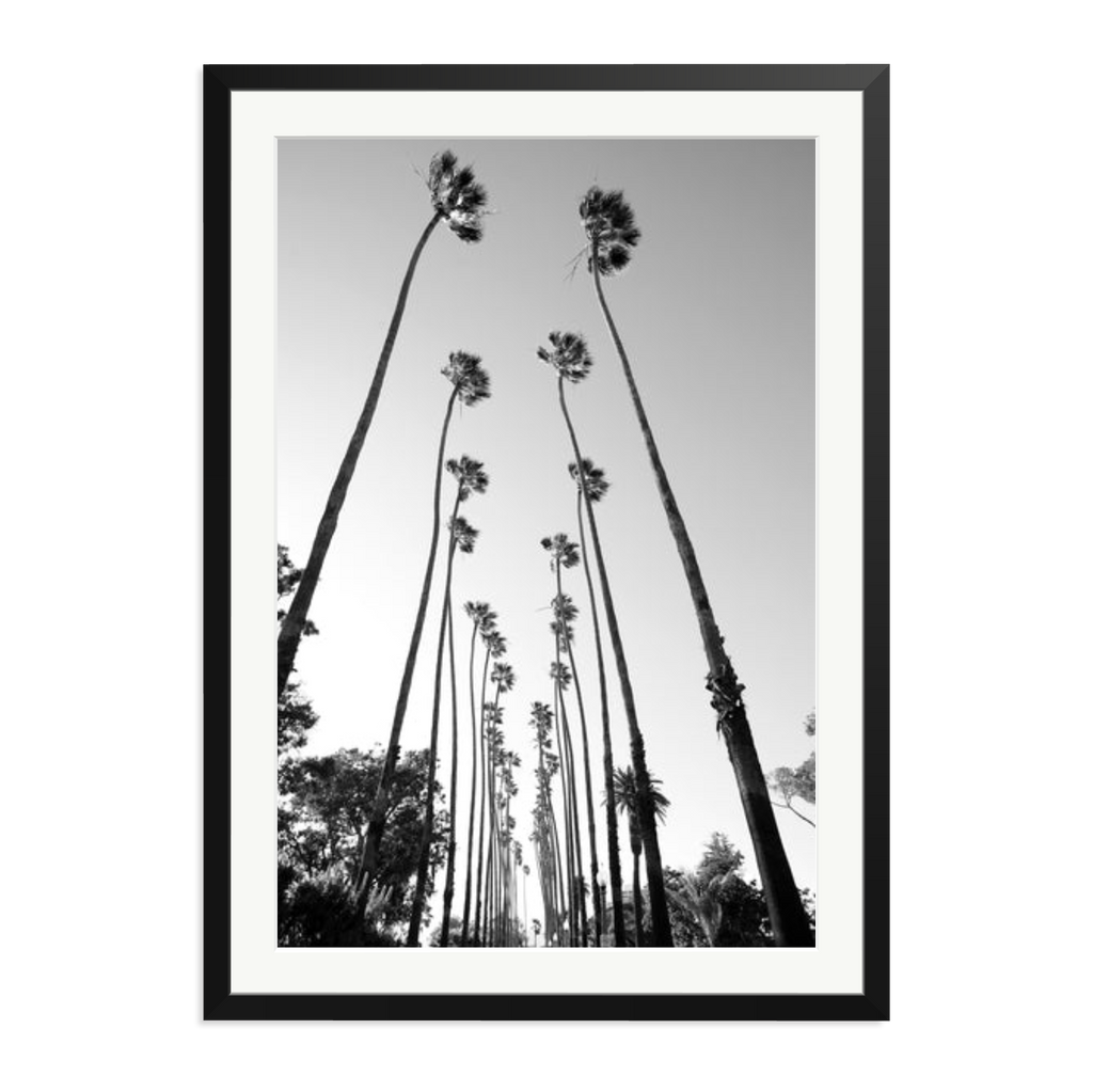 Palm Trees Road