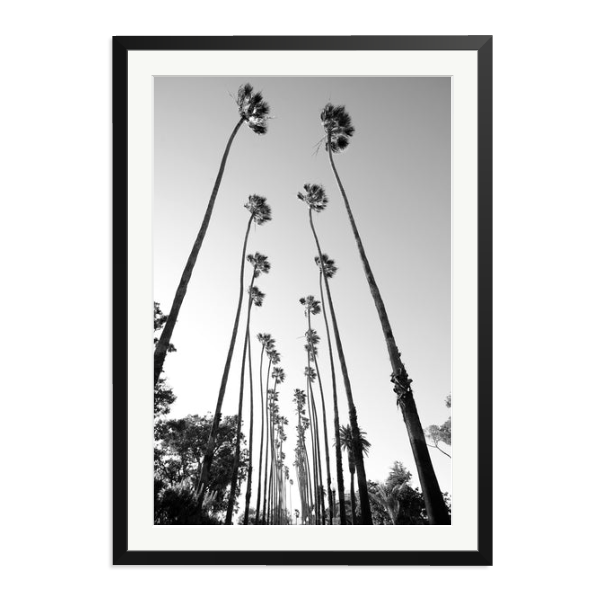 Palm Trees Road